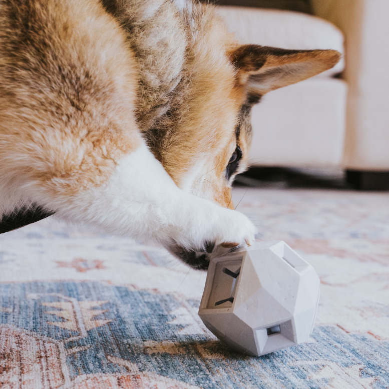 The Odin — Treat Dispensing Puzzle