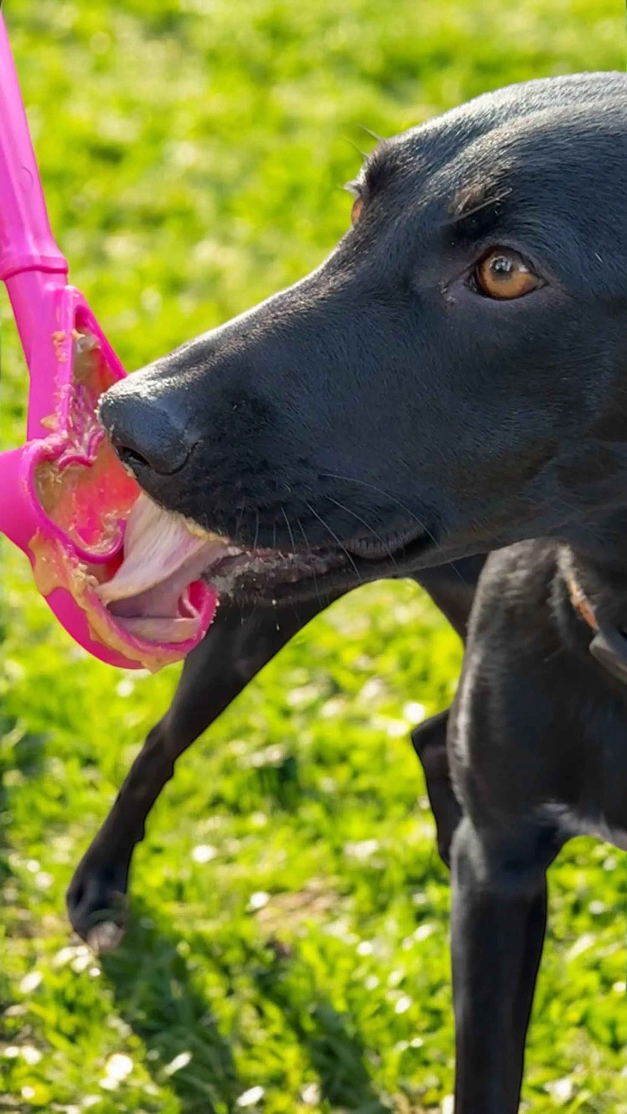 Lick Stick — Handheld Enrichment Toy