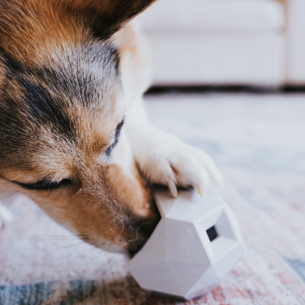 The Odin — Treat Dispensing Puzzle