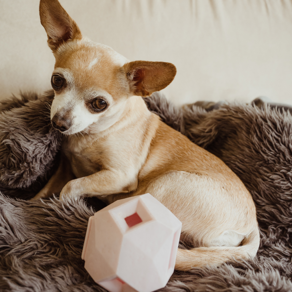 The Odin — Treat Dispensing Puzzle